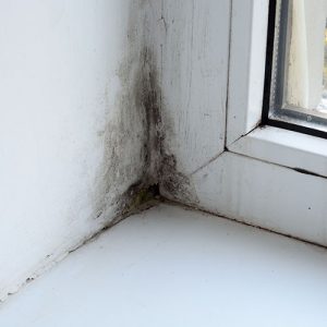 mold growth on windows